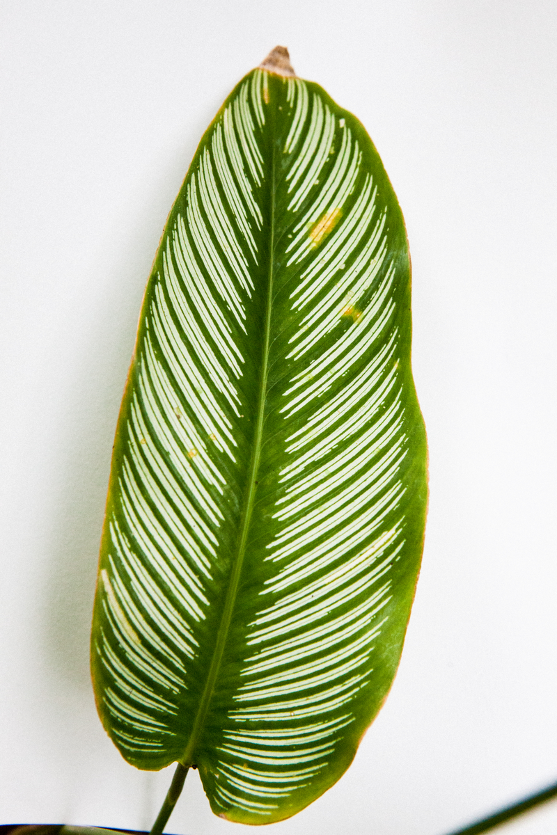 Illustration for article titled TRIGANA : THE PLANTS